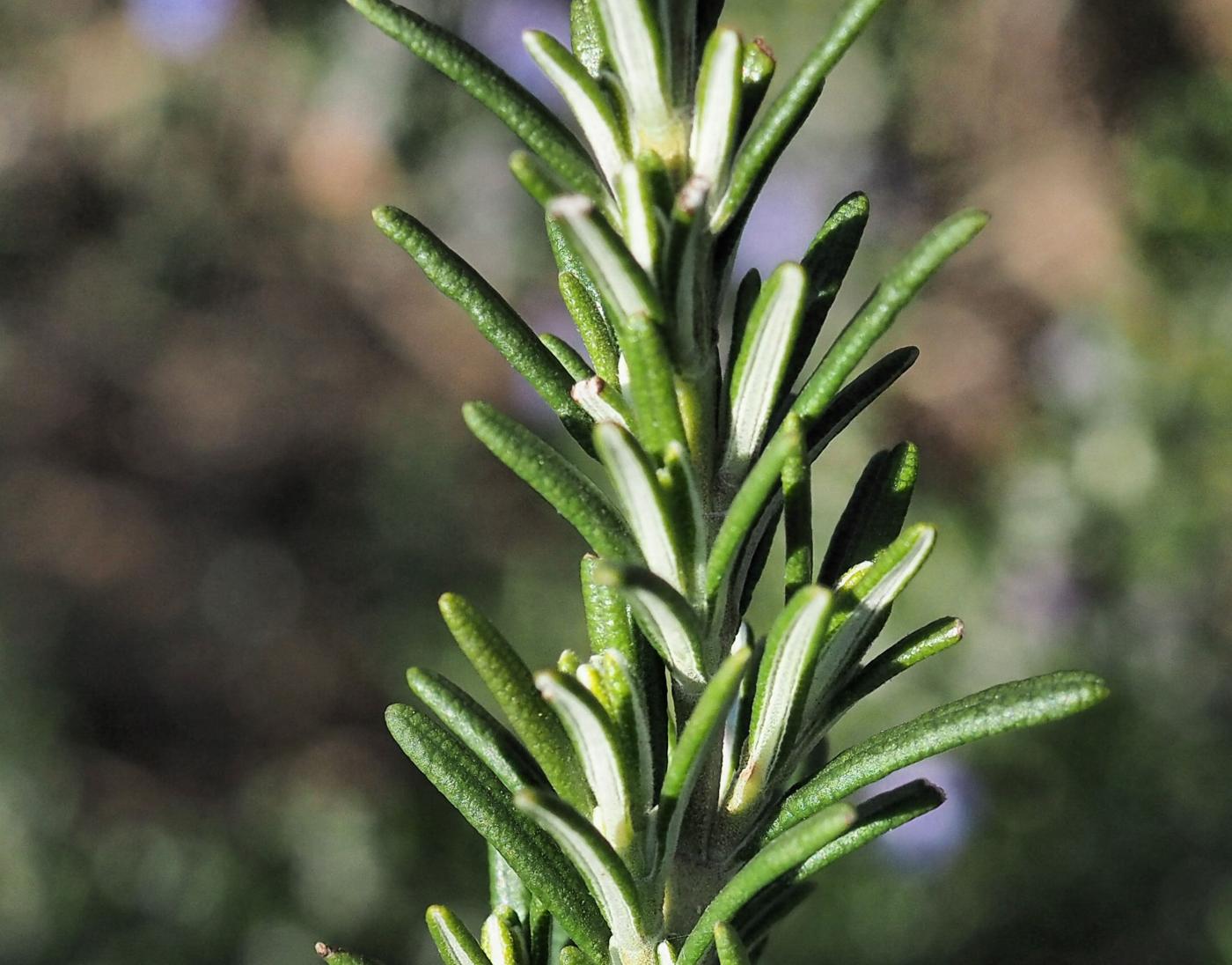 Rosemary leaf